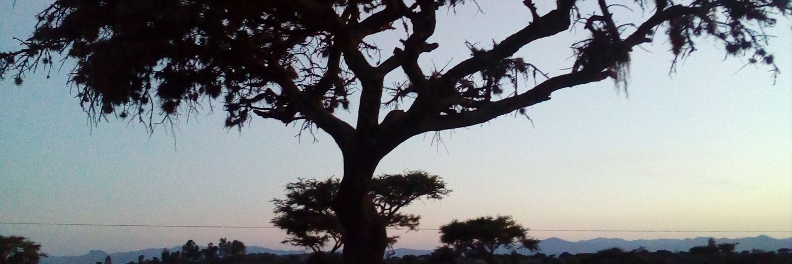 plumanegra15's profile banner image