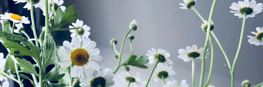 camilleporter's profile banner image