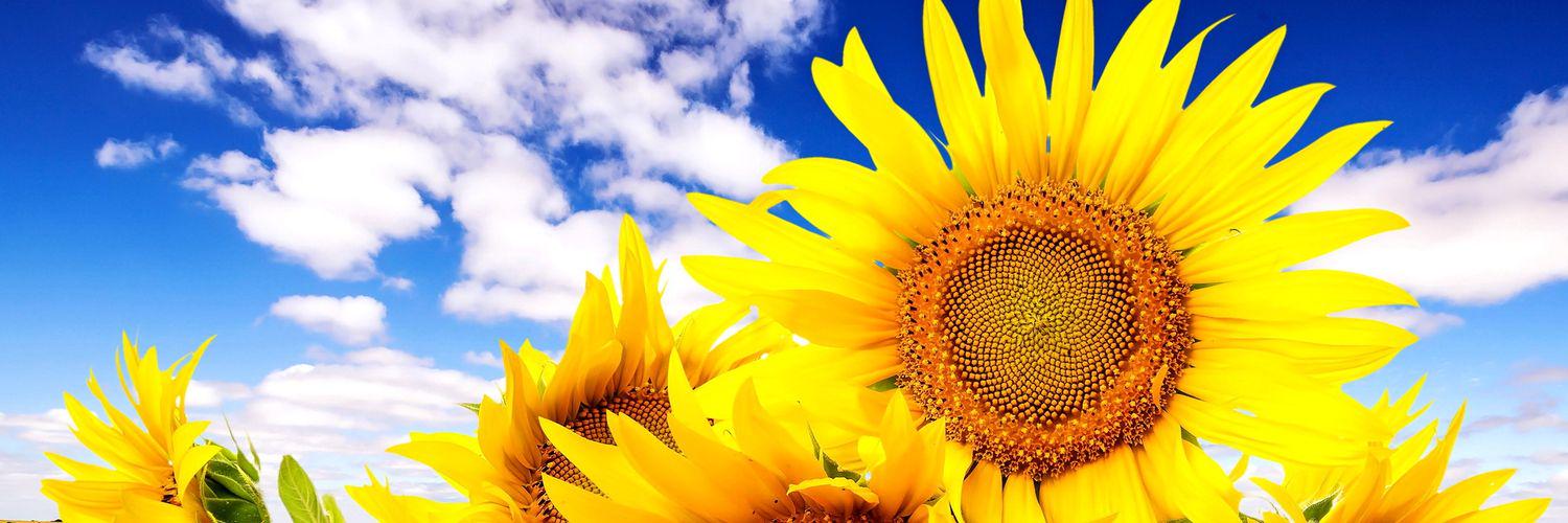 sunflower2780's profile banner image