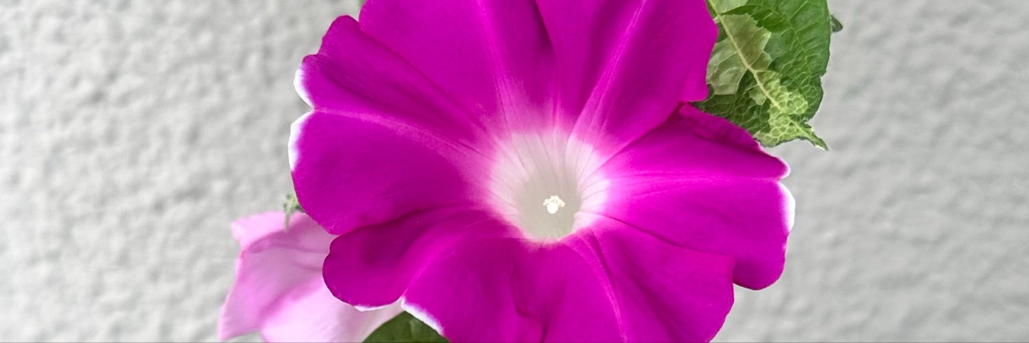 komarily's profile banner image