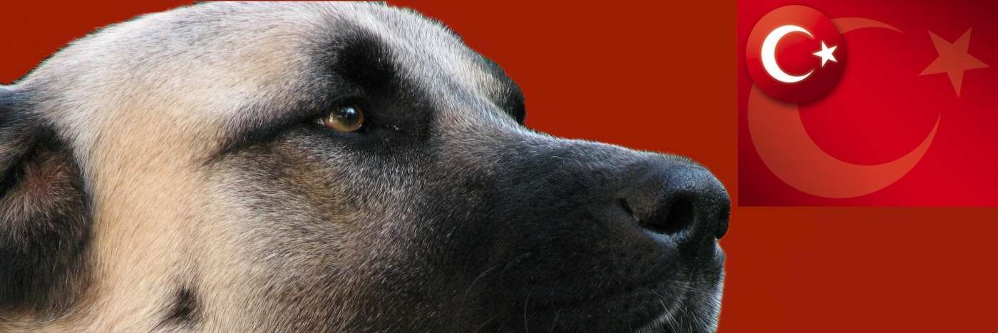 Batuhanucgen's profile banner image