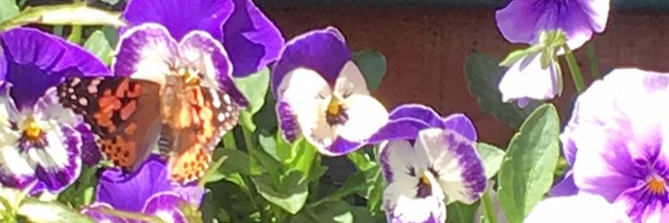 1LisaMorton's profile banner image