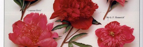 Rosaafuerte's profile banner image