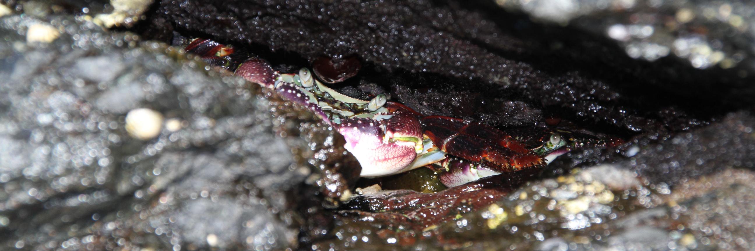 Xabier Vázquez-Campos banner