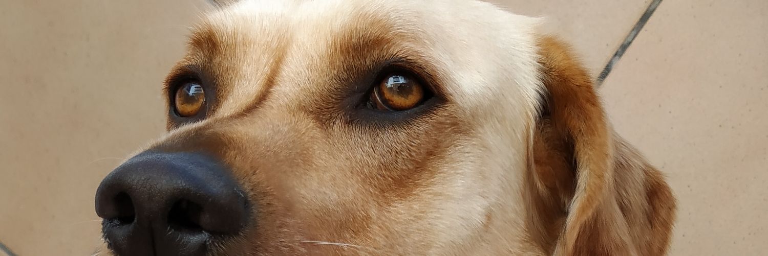 PiliGalan's profile banner image