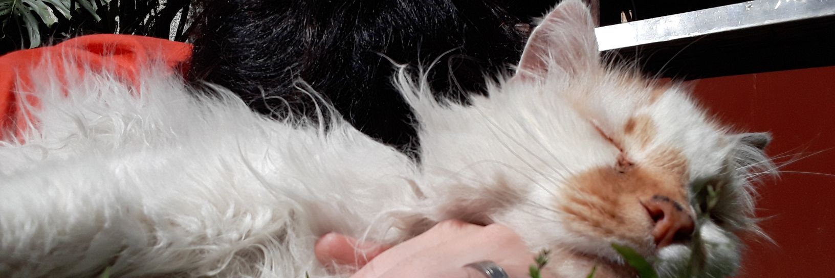 kamiRG's profile banner image