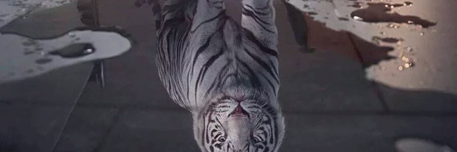 Real Is Rare banner