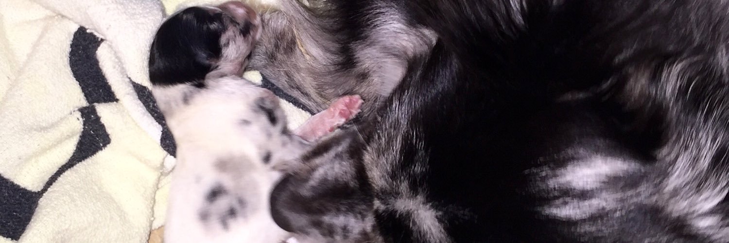 dogsoncamera's profile banner image