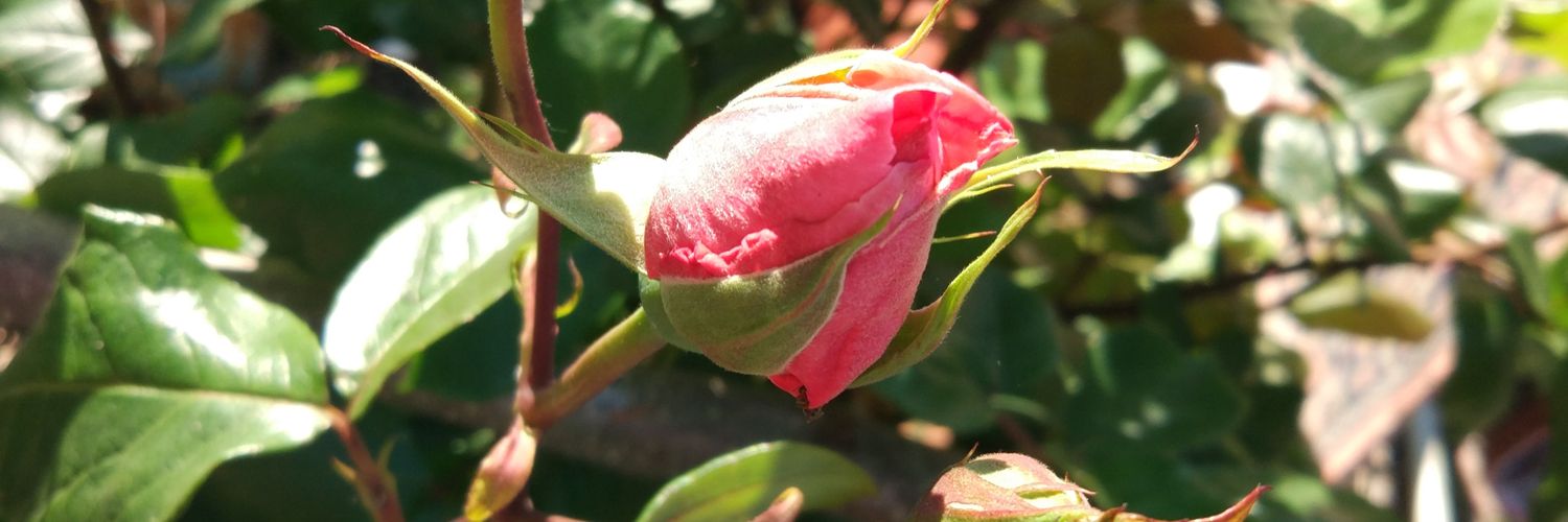 Tiwitbaba 🆎 (➖)72 Samsun'lu banner