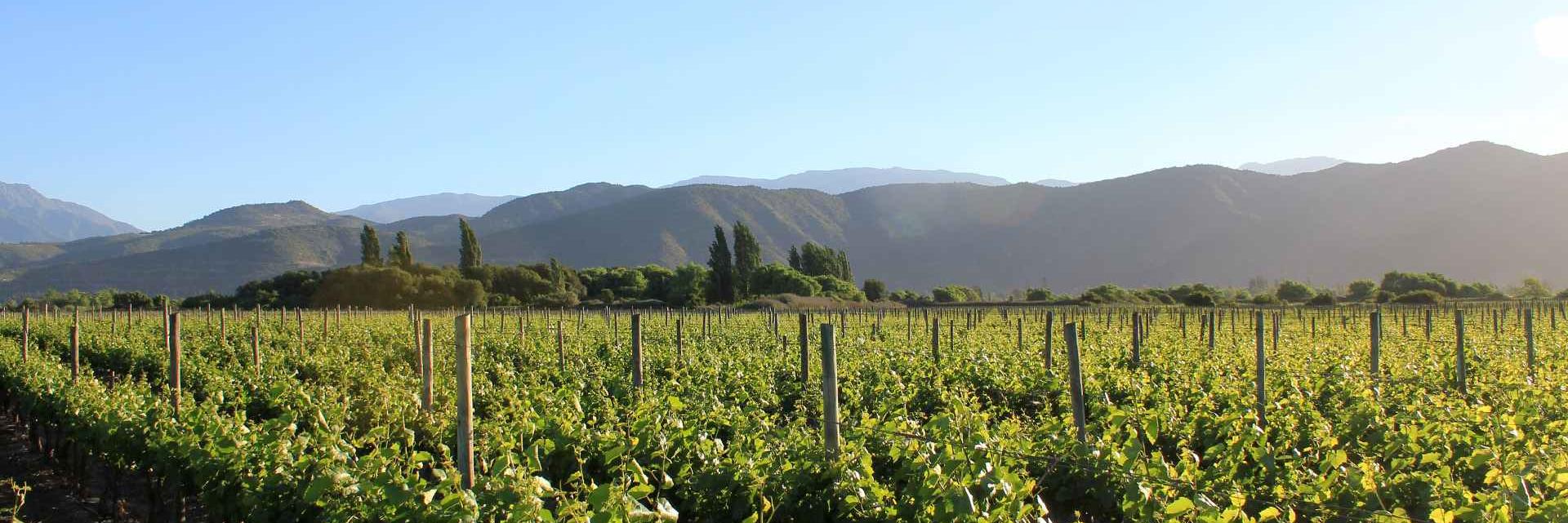 cemaipo's profile banner image