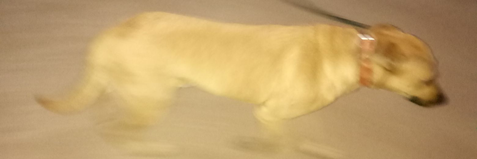 guarty_guy's profile banner image