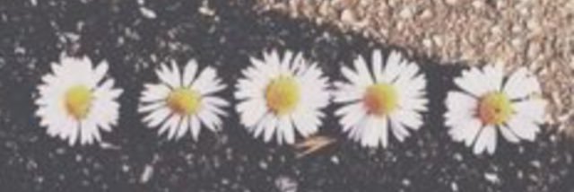 rachellabowski's profile banner image