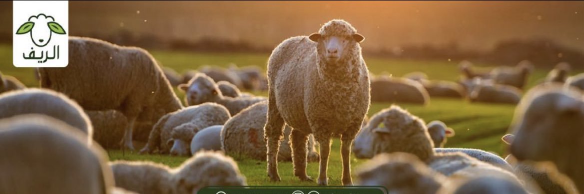 alreefapp's profile banner image