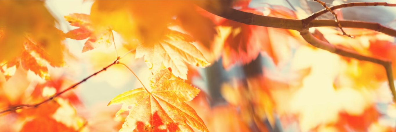gulsen1009's profile banner image