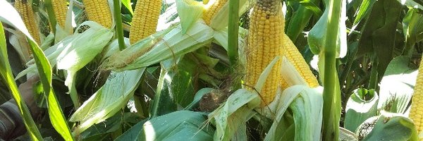 Desnojp Profile Banner