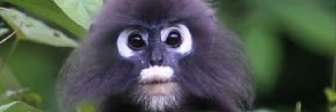 JaquesCosteau_1's profile banner image