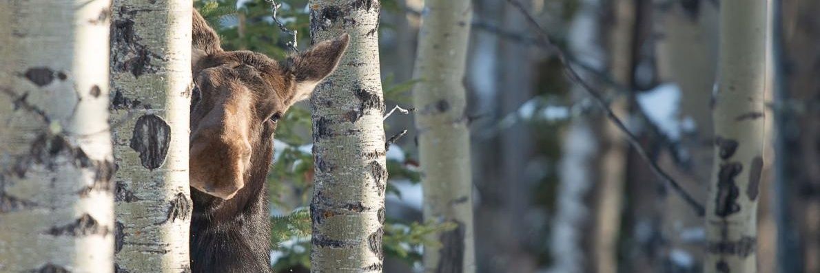 Proviskaya 🇨🇦 🇺🇦 🇬🇪 🇮🇷 banner