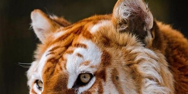 BrandallPeters's profile banner image