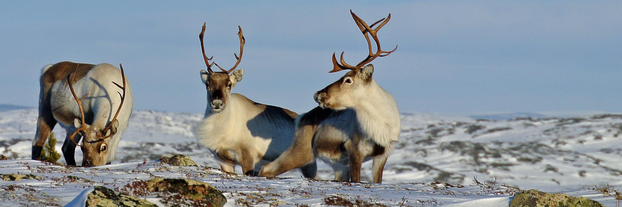 visitkirkenes's profile banner image