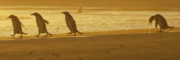emil_wulfing's profile banner image