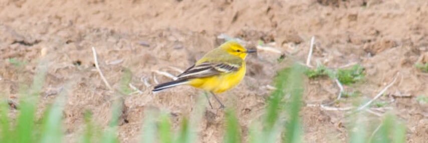 MarstonOrnitho's profile banner image