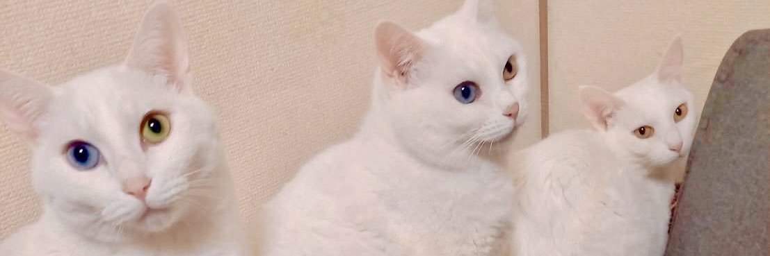 【迷い猫捜索中】リリ&ポポ banner