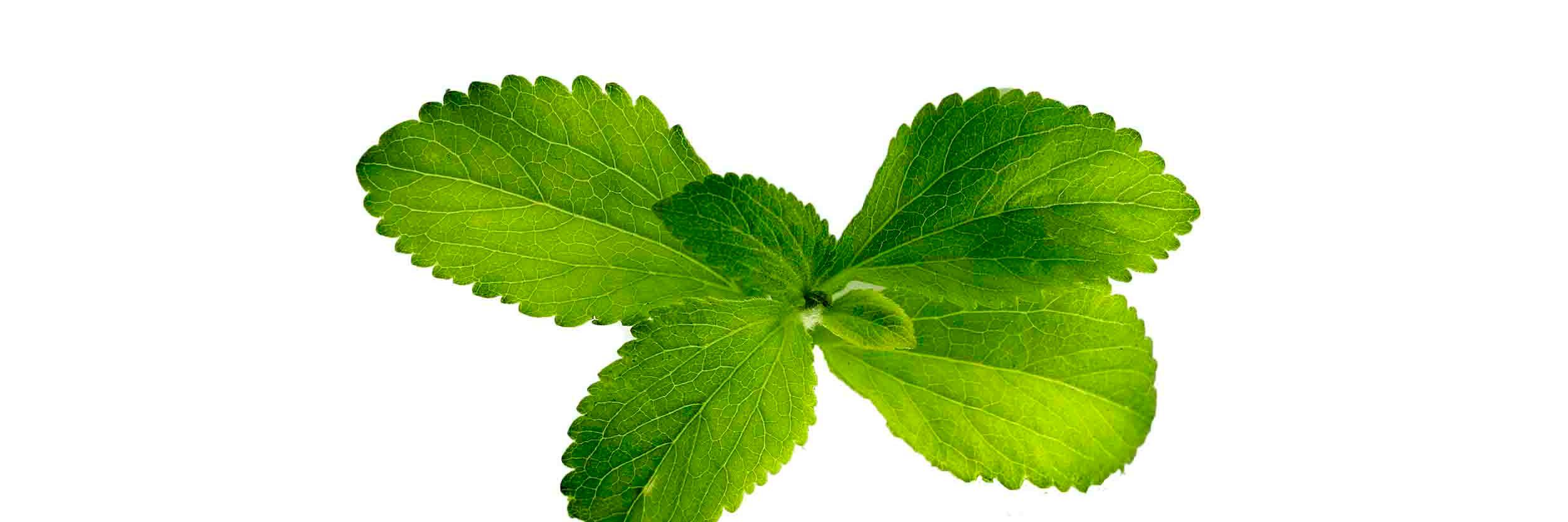 Stevia_'s profile banner image