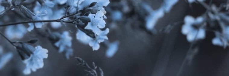 emilysraindrops's profile banner image