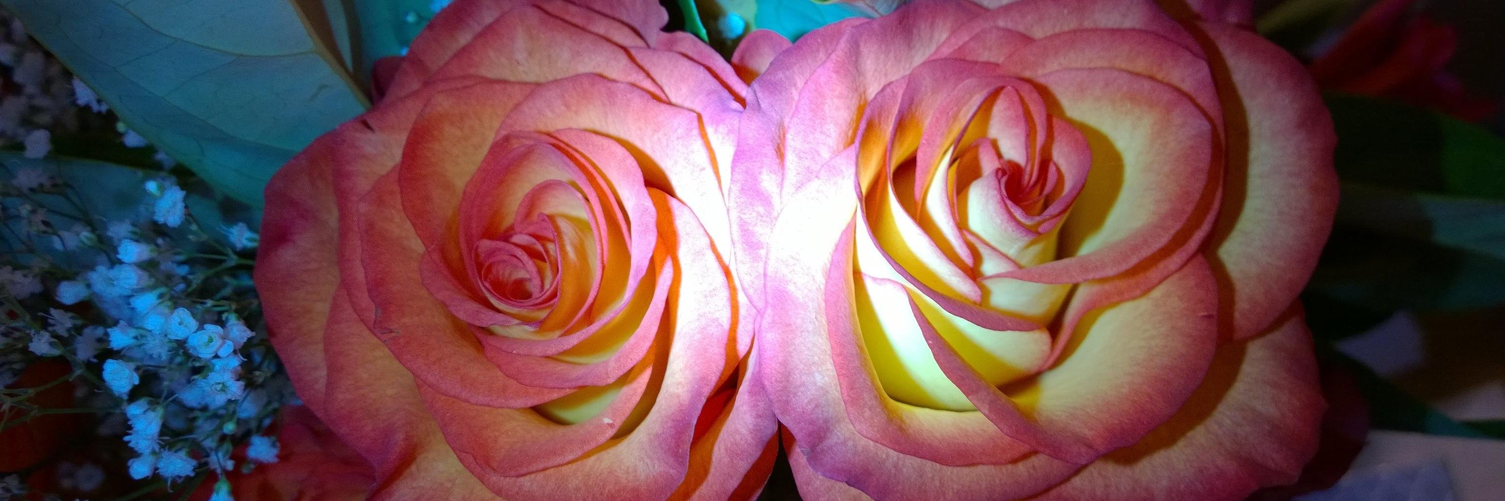 AppleOrangeIII's profile banner image