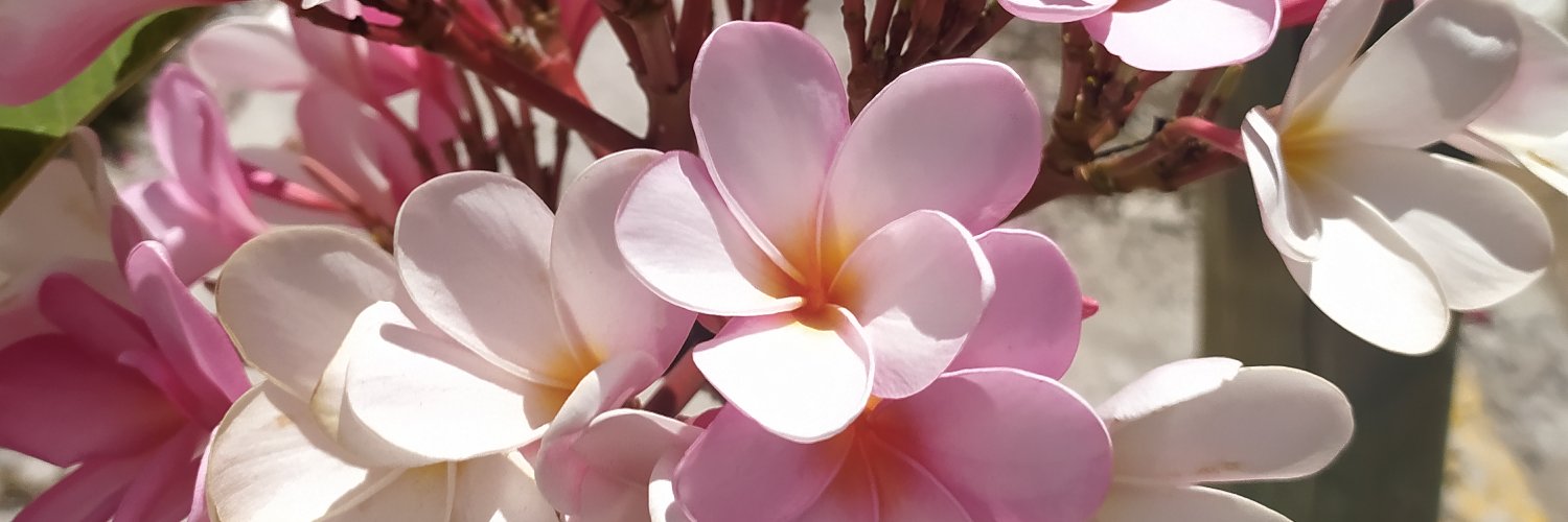 rosy128j's profile banner image