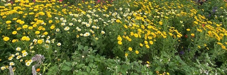 Cathy Runciman banner