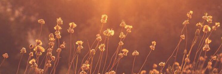 2017_CIC's profile banner image