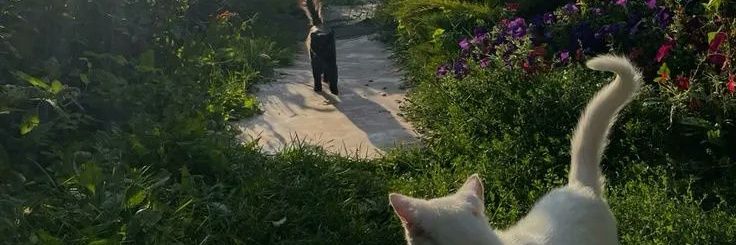 wolfmedallion's profile banner image