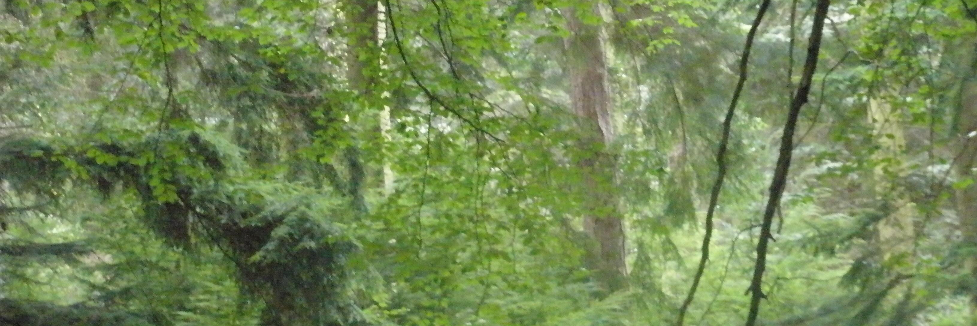 wendydurham2's profile banner image