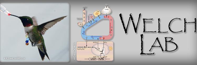 The Welch Lab banner