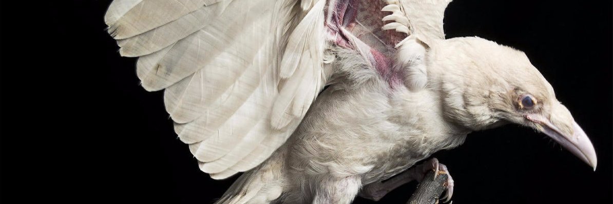 RavenPoePR's profile banner image