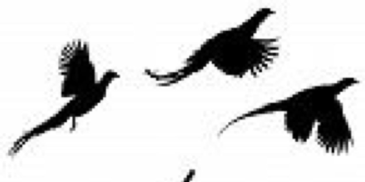 TaylorSierra1's profile banner image