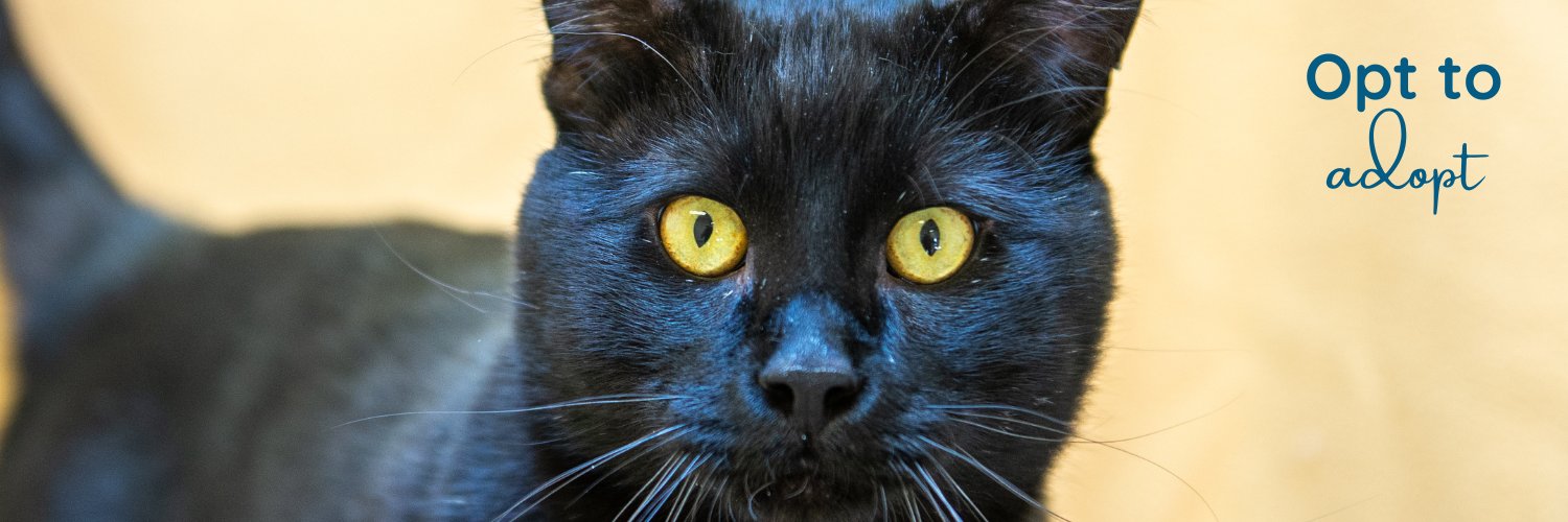 MEOWFoundation's profile banner image