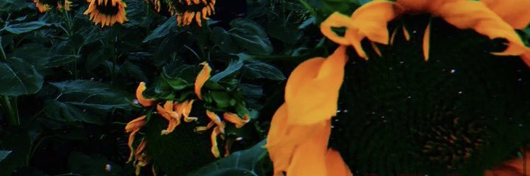 ginaghawi's profile banner image