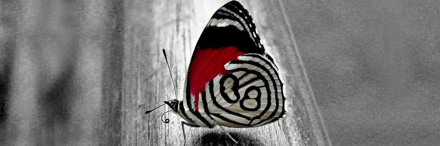 escortesc9129's profile banner image