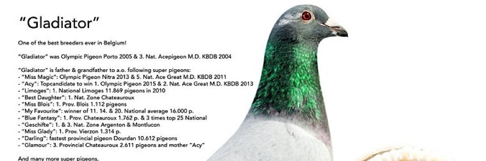 ArabPigeons's profile banner image