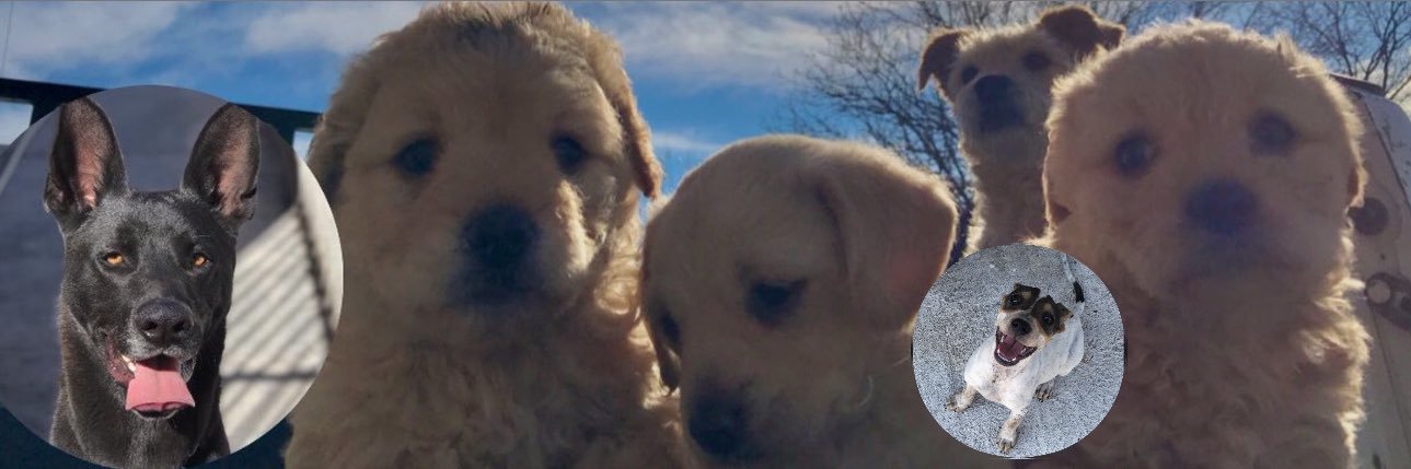 dianaespg's profile banner image