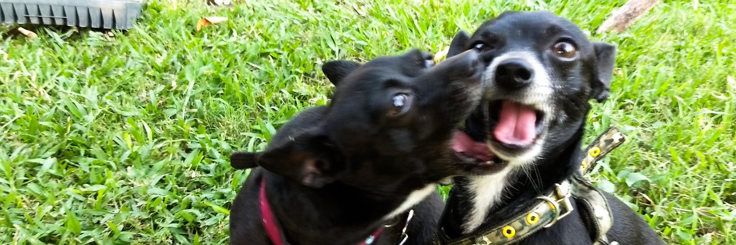 Sharitho 🌞 banner