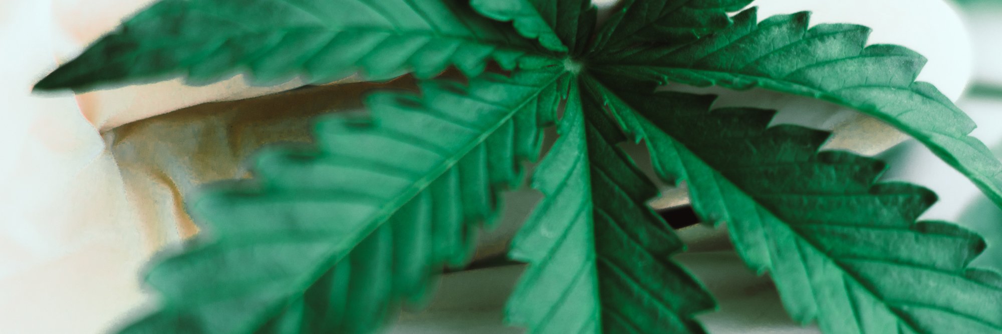 AllWeedVideos's profile banner image