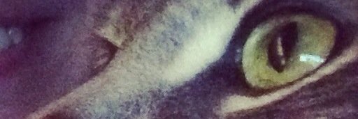 stephmichcole's profile banner image