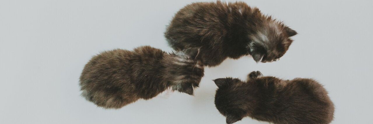 BOW_VALLEY_SPCA's profile banner image