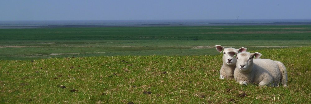 Nicole_Reens's profile banner image