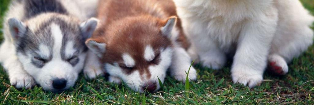 WittyPaws's profile banner image