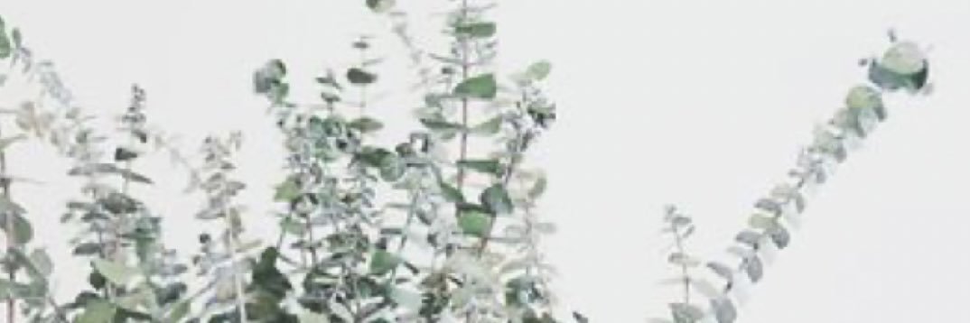 Livvinwild's profile banner image
