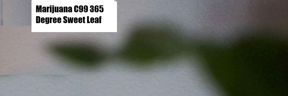 KALON LEE MORLAN banner